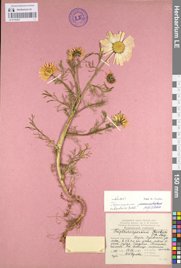LE 01103237