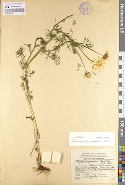 LE 01103239