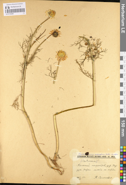 LE 01103246