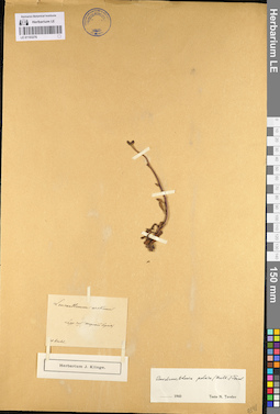 LE 01103276