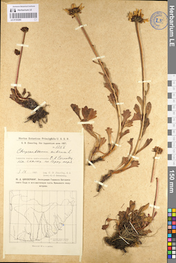 LE 01103285