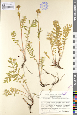 LE 01103293