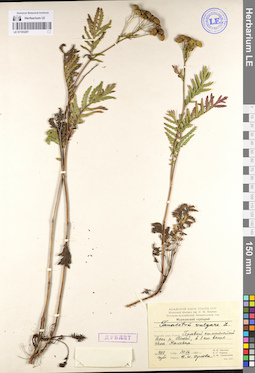LE 01103297