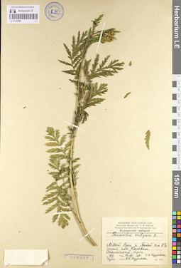 LE 01103304
