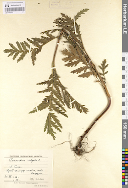 LE 01103313