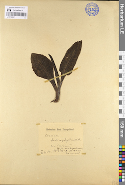 LE 01103537