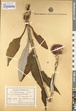 LE 01103863