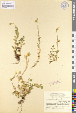 LE 01104885
