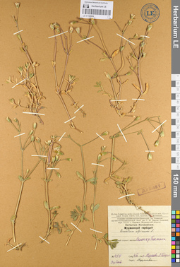 LE 01104904