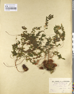 LE 01107016