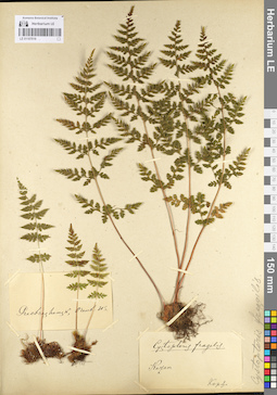 LE 01107018