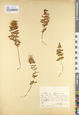 LE 01107022