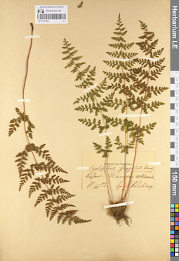 LE 01107027