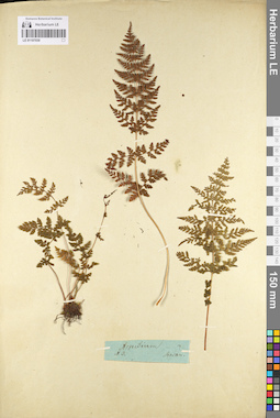 LE 01107030