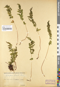 LE 01107031