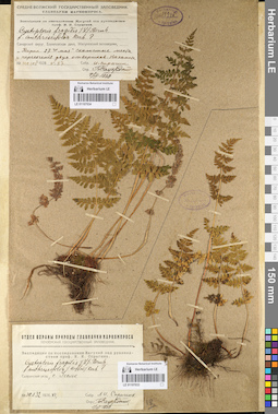 LE 01107034