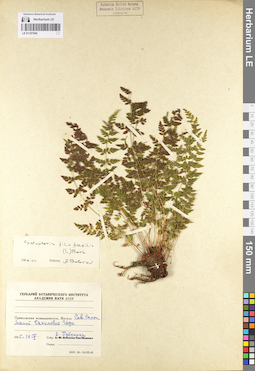 LE 01107040