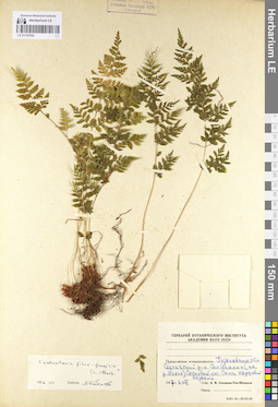LE 01107042