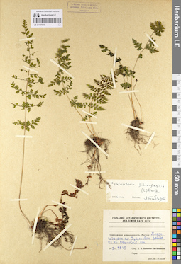 LE 01107045
