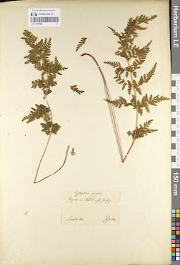 LE 01107052