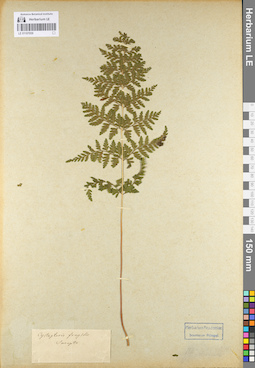 LE 01107059