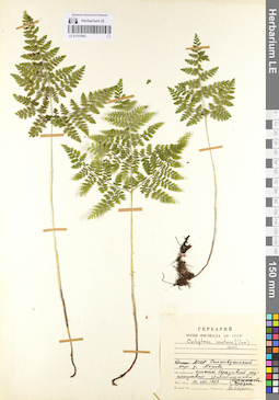 LE 01107062