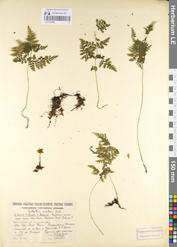 LE 01107066