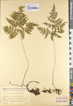 LE 01107070