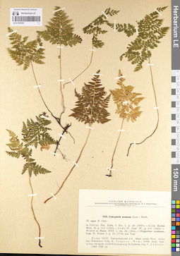 LE 01107076