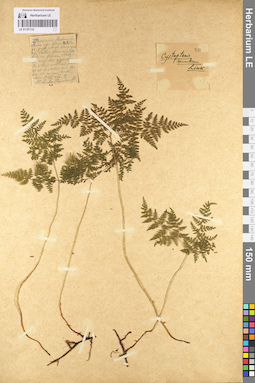 LE 01107133