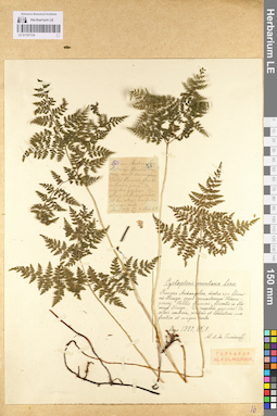LE 01107134