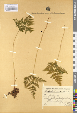 LE 01107141