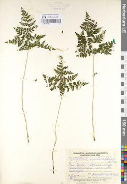 LE 01107152