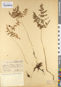 LE 01107154