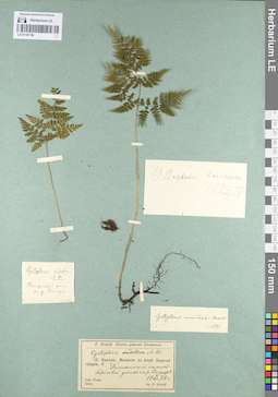 LE 01107156