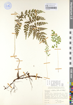 LE 01107167