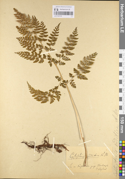LE 01107175