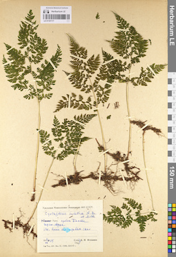 LE 01107177