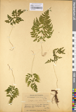 LE 01107181