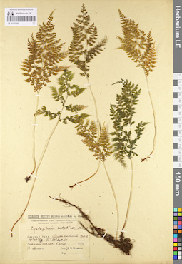 LE 01107182