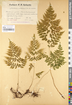 LE 01107186