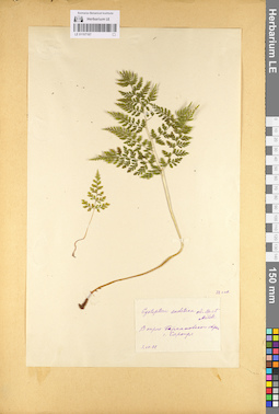 LE 01107187