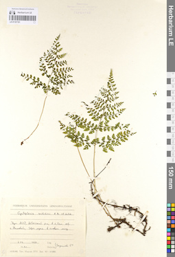 LE 01107191