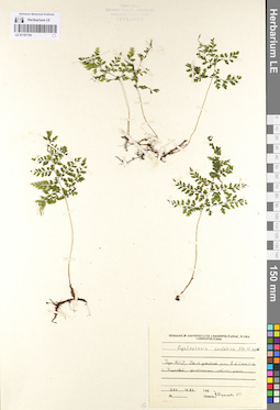 LE 01107193