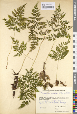 LE 01107195