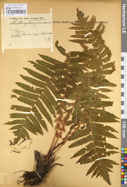 LE 01107207