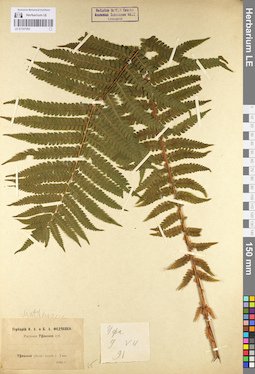 LE 01107303