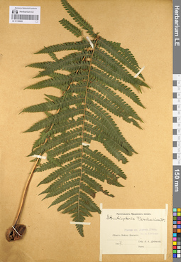 LE 01108685