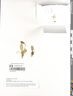LE 01077015