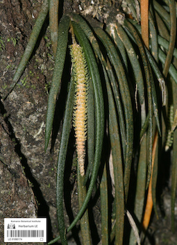 LE 01090174